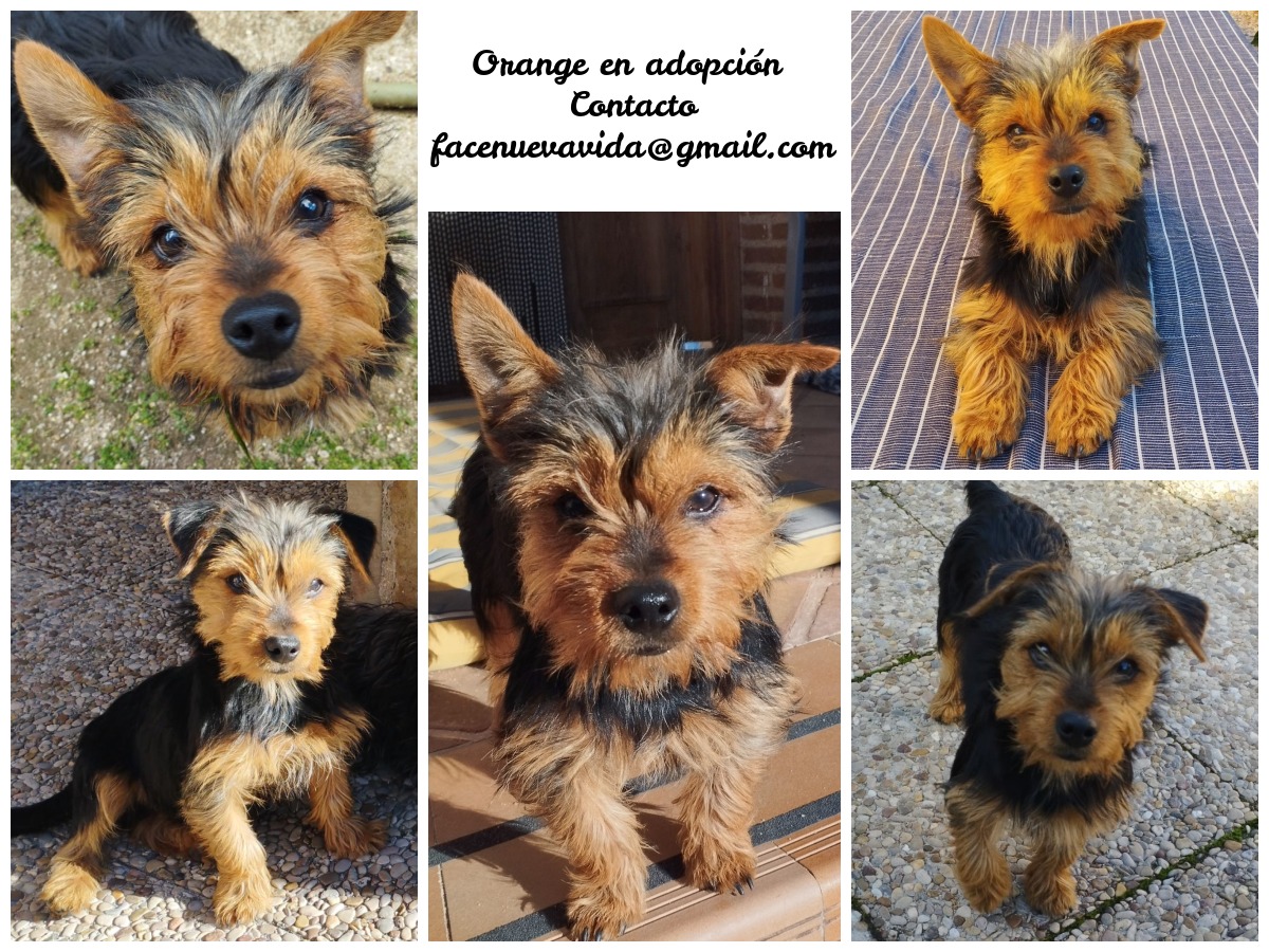 NuevaVidaAdop's tweet photo. #madrid
ORANGEcachorrete cruce #yorkshire de 8 meses en #adopcion
Es buenisimo,agradecido,tranquilo,juguetón  y obediente
Es asustadizo,necesita familia con otro🐶que le transmita seguridad y confianza
Se entrega con compromiso de castración
CONTACTO 📩facenuevavida@gmail.com https://t.co/T2OPDURFZs