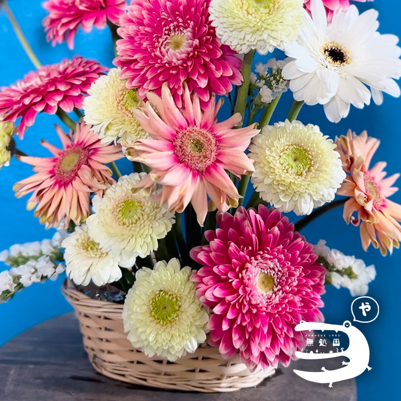 nowhereland4's tweet photo. Good morning ☀️ 
Here are the shots of Carbonara and Celebrity❤️
Good deal compares to the local market, we are the flower farmers growing these by ourselves (*^v^*)

Check it out!

https://t.co/Af4Jwakyjo https://t.co/vdIlW63iPv