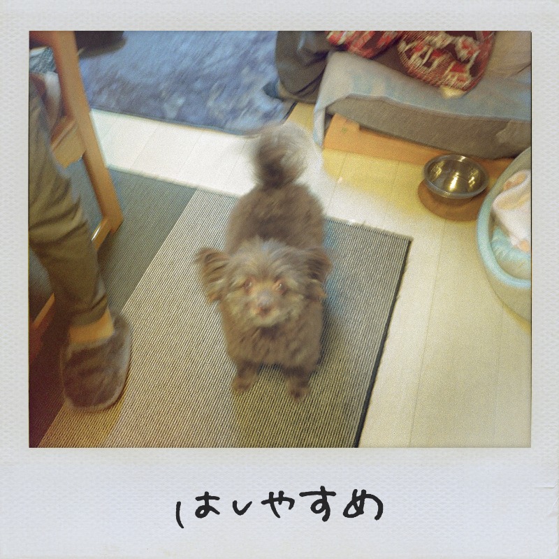 saucydog_offi's tweet photo. ✔️解 禁 🎉

12/8(金)ボーナストラックをまとめた「はしやすめ」配信リリース決定🎉

2nd Mini Album「サラダデイズ」から、6th Mini Album「サニーボトル」までの5曲を収録🎧

今までCDでしか聴けなかった楽曲をサブスクでぜひお聞きください🙆‍♀️

詳しくはこちら💁‍♀️
🔗https://t.co/2b2QfaBwqd