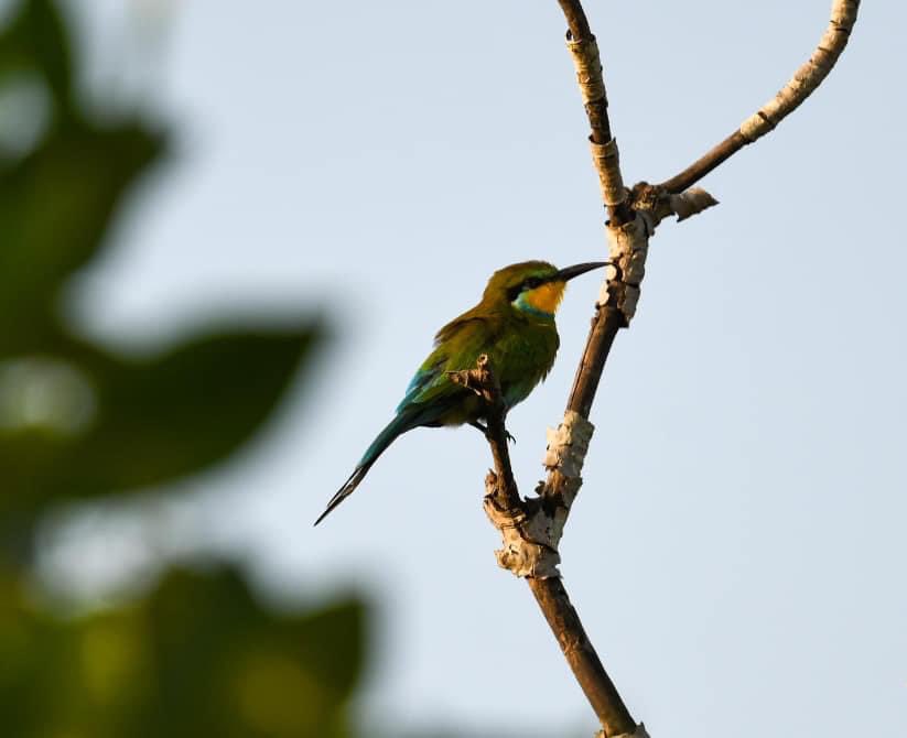 First day Birding took us to Toubacouta, Senegal where we took a boat trip up the river.  7 lifers so far! 

Malachite Kingfisher - Black Kite - Swallow-tailed Bee-eater