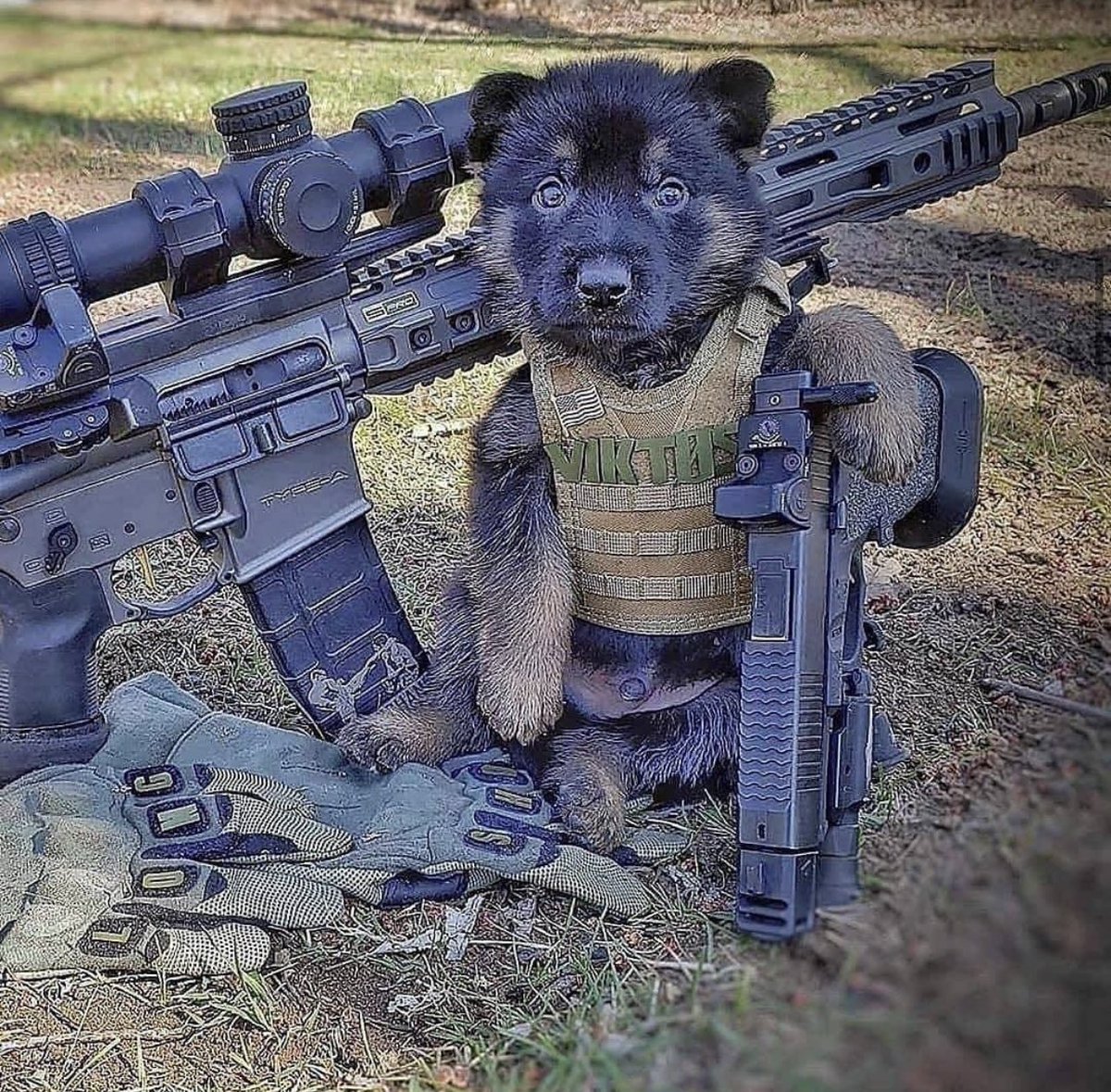 MilitaryCooI's tweet image. Name this puppy 🐶