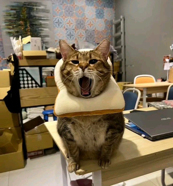 nocontextscats's tweet photo. AAAAAAAAAAAAAAA https://t.co/aWMGJQMZ4k