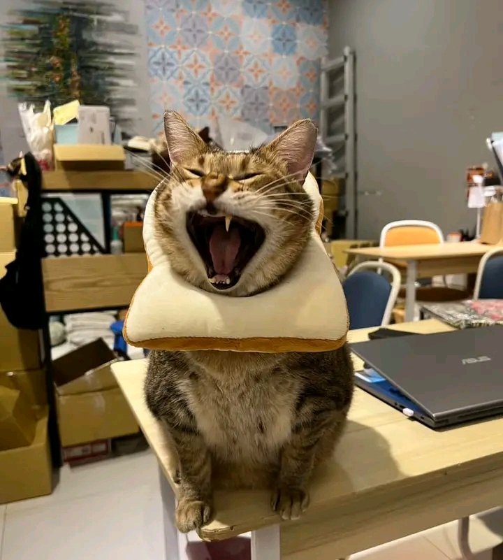 nocontextscats's tweet photo. AAAAAAAAAAAAAAA https://t.co/aWMGJQMZ4k
