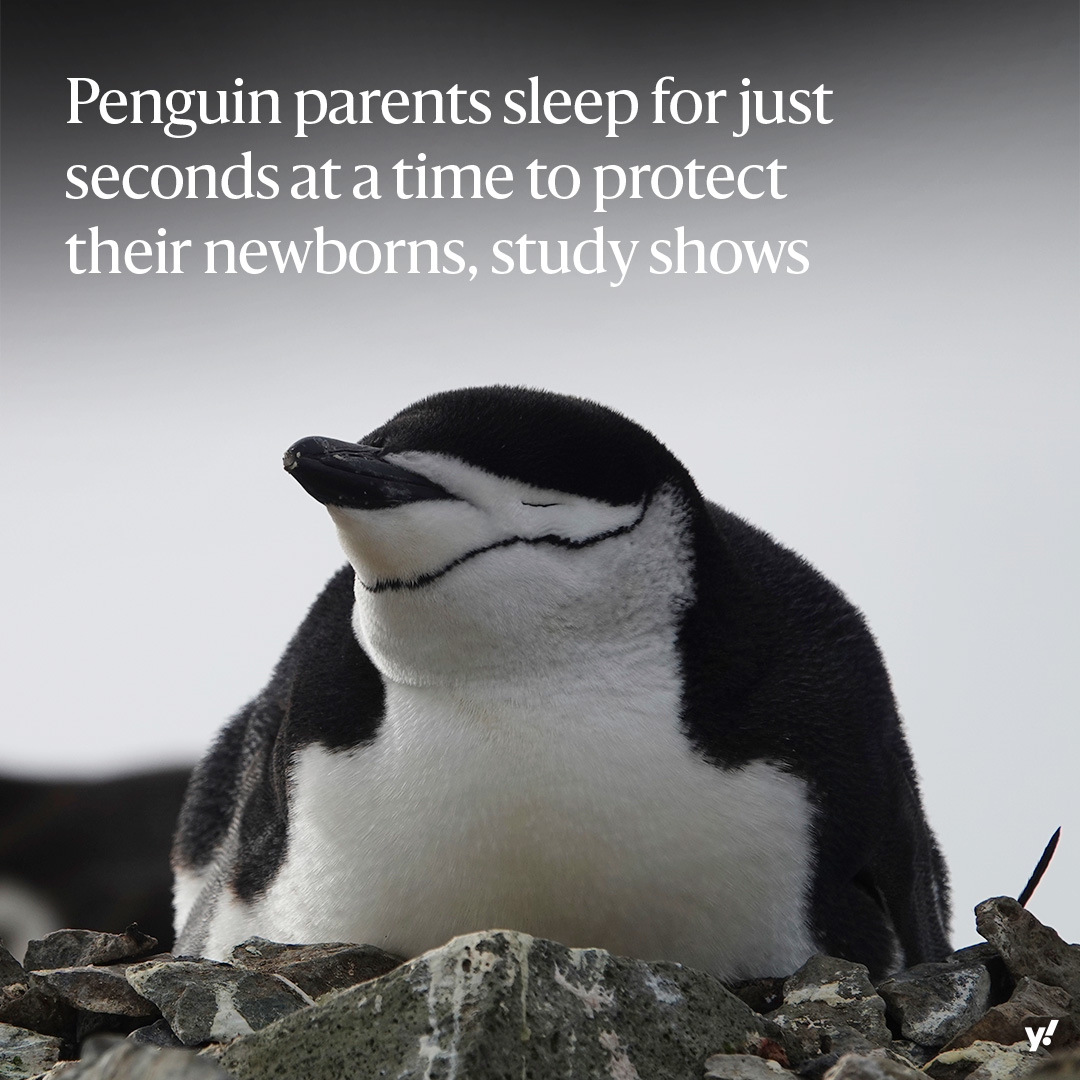 Chinstrap penguins in Antarctica have learned to take mini-naps throughout the day to guard their eggs and chicks around-the-clock. These “microsleeps,” totaling around 11 hours per day, appear to be enough to keep the parents going for weeks. yhoo.it/4a0rlKI