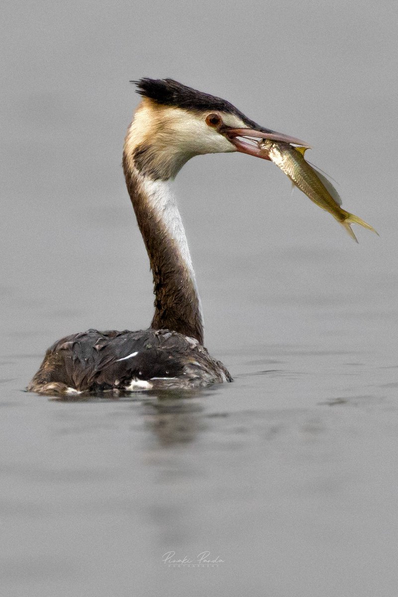Jyotiraditya Pinaki Panda (@pinakipanda90) on Twitter photo Great crested grebe
Subarnapur,Odisha
Canon 200d ii
Canon Ef 100-400
<a href="/AnimalPlanet/">Animal Planet</a>
<a href="/BBCEarth/">BBC Earth</a>
<a href="/Canon_India/">CANON India</a>
<a href="/NatGeo/">National Geographic</a>
<a href="/odisha_tourism/">Odisha Tourism</a> Great crested grebe
Subarnapur,Odisha
Canon 200d ii
Canon Ef 100-400
<a href="/AnimalPlanet/">Animal Planet</a>
<a href="/BBCEarth/">BBC Earth</a>
<a href="/Canon_India/">CANON India</a>
<a href="/NatGeo/">National Geographic</a>
<a href="/odisha_tourism/">Odisha Tourism</a>