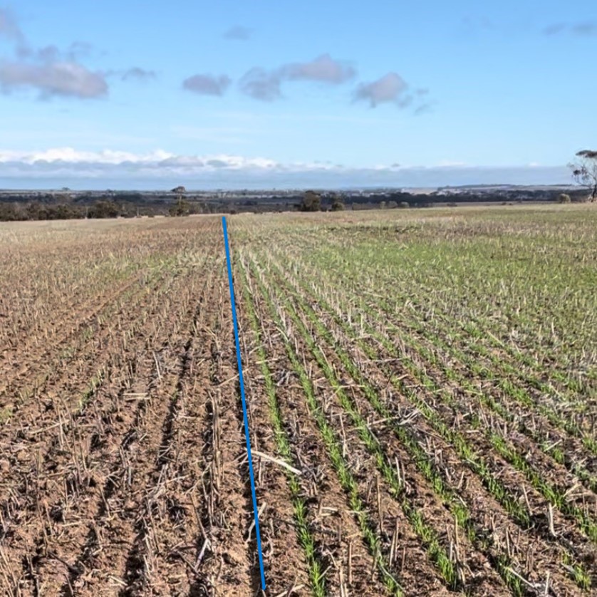 An impressive yield response to #SE14 in Wheat @ Nyabing WA (yield monitor map). Above black line is loam to gravel loam soils, treated @ 2.5L/ha SE14 in 42L/ha water. Below the line loam soils untreated. #SE14 drew moisture from 1-2cm below seed to activate earlier germination