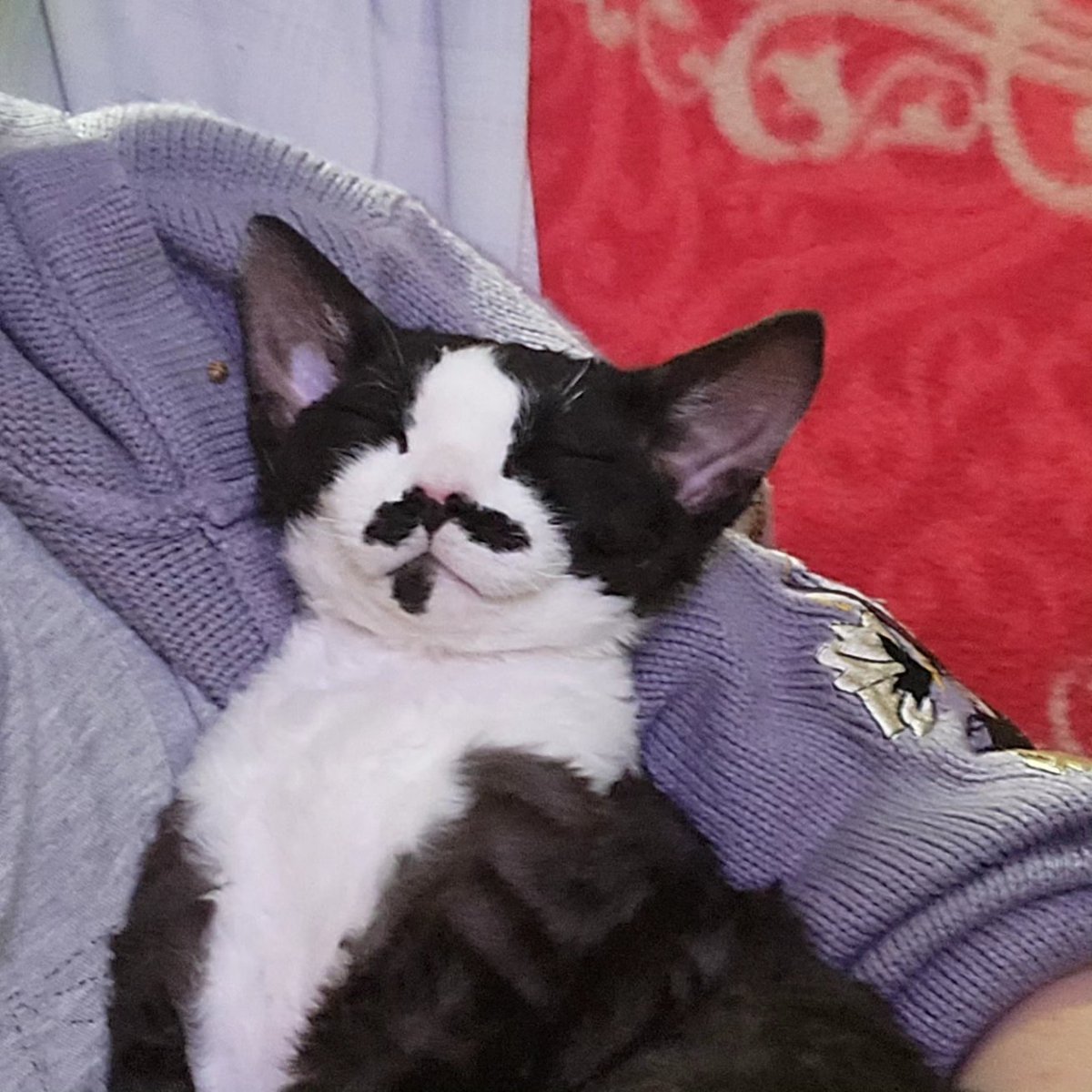 BunbunScuttle's tweet photo. I got a new kitten recently.
Her name is gremi, she is an absolute menace to society, she's the most perfect baby that I could ever hope for. https://t.co/ro2XB1GaHH