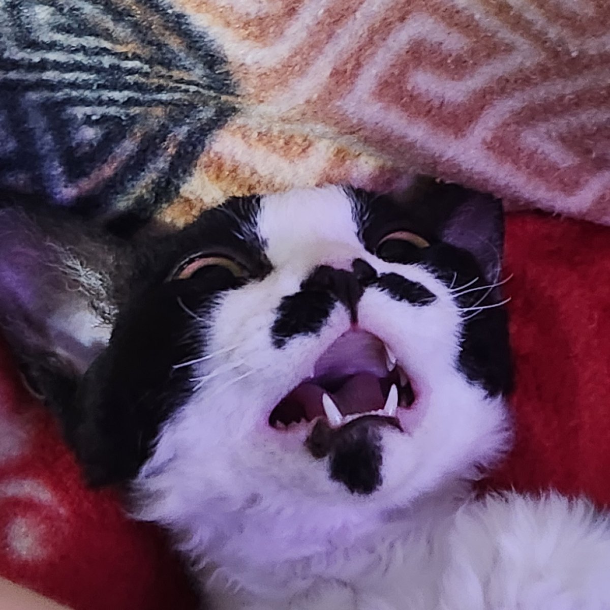 BunbunScuttle's tweet photo. Maximum gremlin energy activated! https://t.co/3jakUXeFKJ