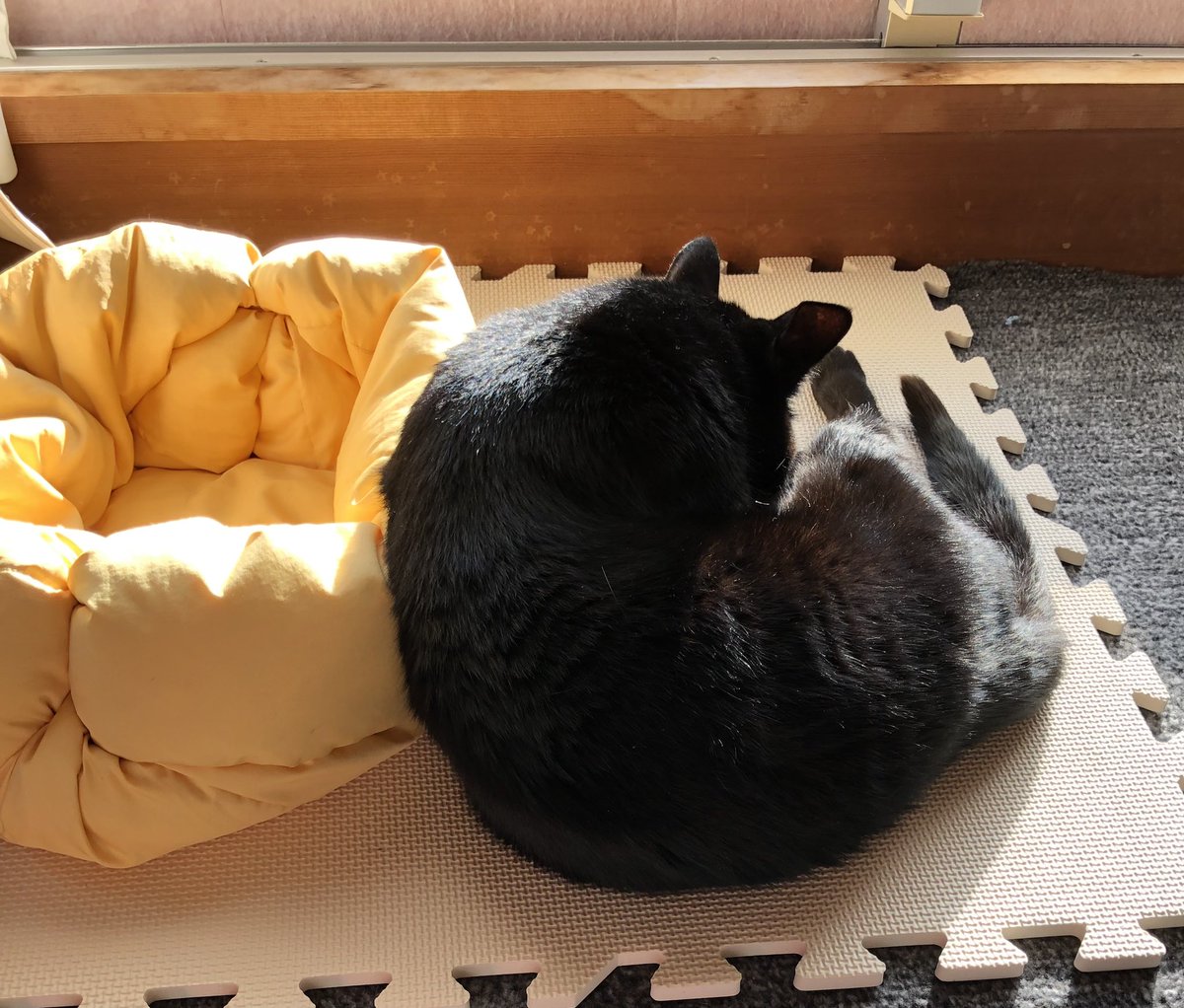 N56Tk's tweet photo. こんにちは☀️
日向ぼっこ楽しんでます🐦‍⬛

#ねこのいる幸せ #猫のいるくらし #ねこ好きさんと繋がりたい #黒猫 https://t.co/SGwCD7BiRw