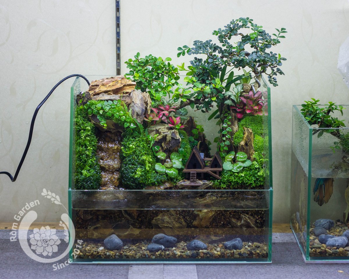 garden_rom's tweet photo. Hồ bán cạn thác nước
#terrarium #paludarium #vivarium #HCM #Vietnam https://t.co/ayo8qBKOz3