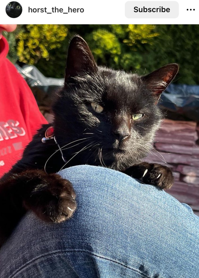 TheSuperAmanda's tweet photo. Run free Horst The Hero 💔
2006-2023
I followed him for many years, and he will be missed.
See you at the bridge Horst
#CatsAreAmazing #CatsAreFamily #HorstTheHero #RIPHORST https://t.co/vF9lqzvdpP