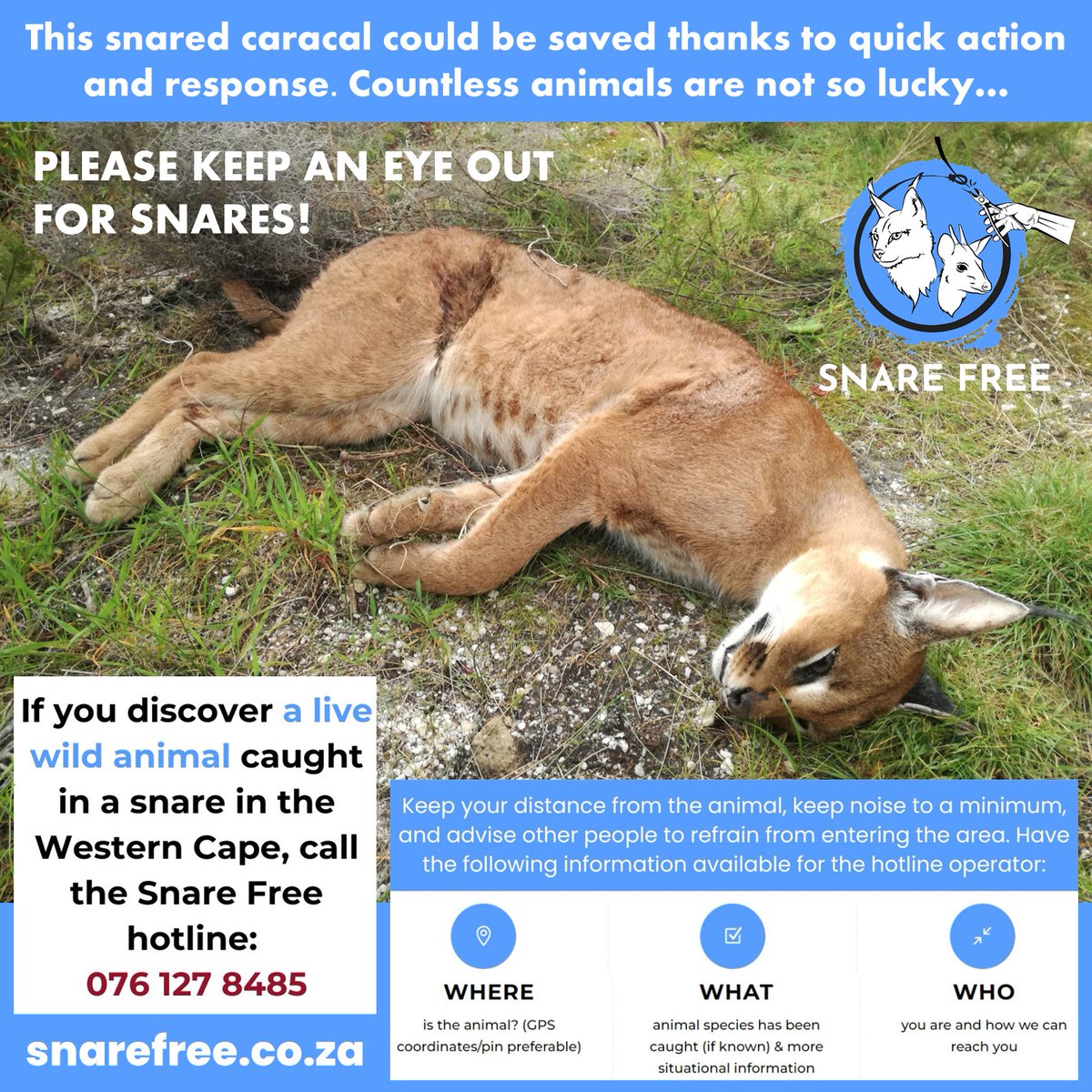 Today is #WorldWildlifeConservationDay &the @Cape_Leopard Trust has a special #CallToAction to PLEASE BE #SNARE AWARE, especially as we enter the festive season.
Read more linkedin.com/feed/update/ur…
#WorldWildlifeConservationDay2023 #WildlifeConservationDay #SnareFree #SnareAware