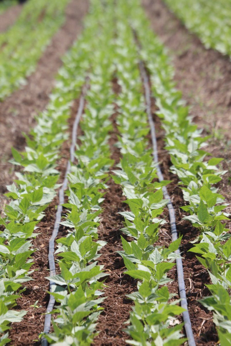 Uzayisenga Germaine tweet media