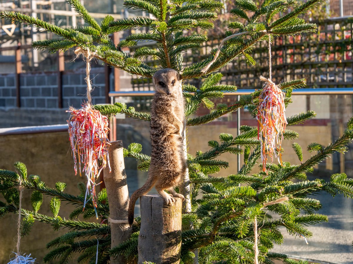 NorthSomersetC's tweet photo. The fantastic 'tree-cycling' is coming back this Christmas! 🎄♻

Since 2020, you've helped raise more than £87,000 for charities, repurpose/recycle 12,000 trees and saved 190 tonnes of carbon emissions through the scheme! 💰🌲🌍

Find out more 👇
https://t.co/acIg12efDg https://t.co/bh8AxLQaEn