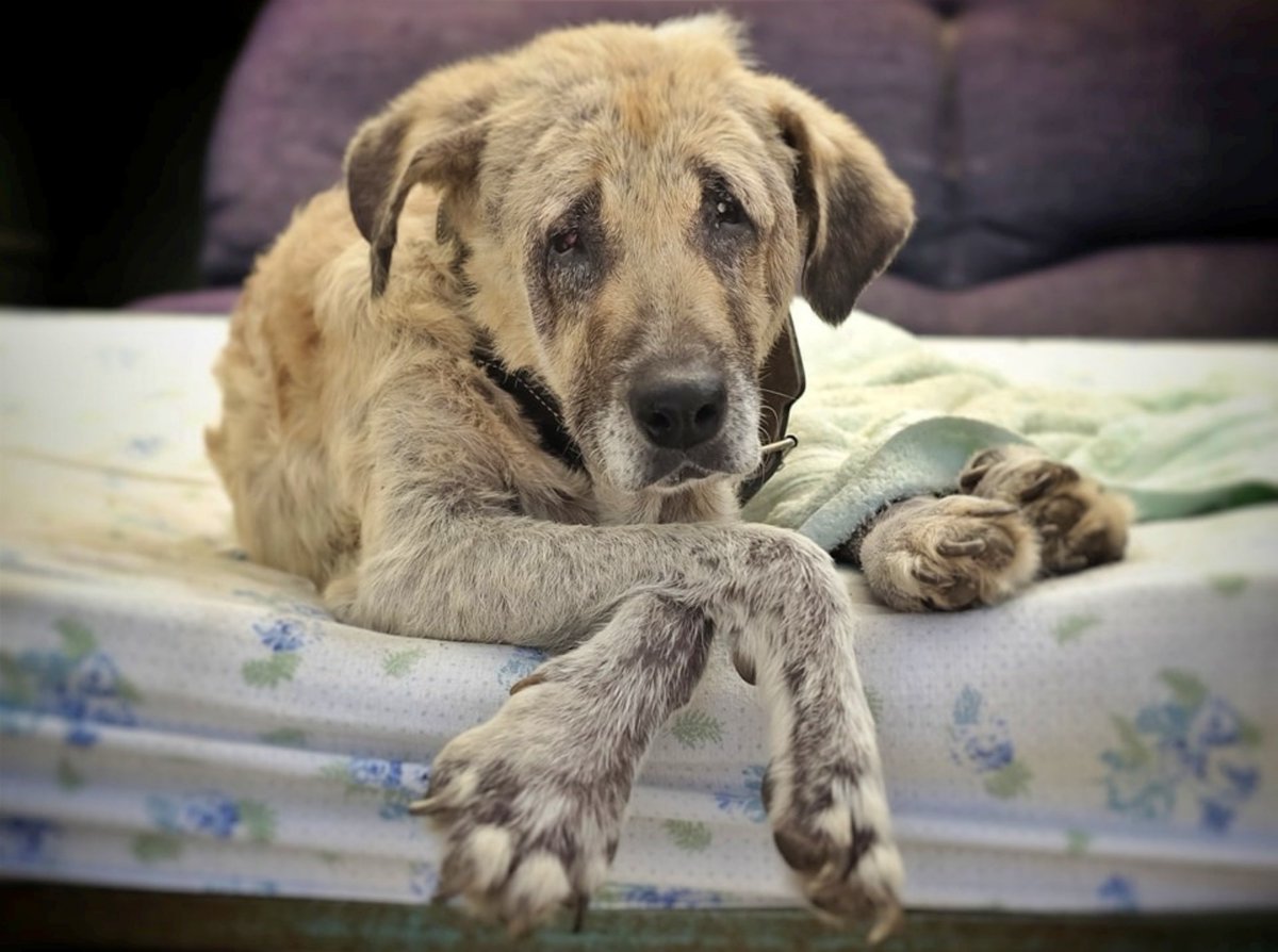 SosAbuelos1's tweet photo. #Jaen
Cuando te cuentan que una perra anciana fue tirada y abandonada en la cuneta para que muriera, no puedes ni imaginar con detalle esa escena... Solo, cuando te muestran la foto de ese animal en ese momento, sin aliento, sin moverse, roto, es cuando todos los pelos del cuerpo se te erizan.

Esta mastina anciana se llama #HUELLA y estuvo al menos dos días allí tirada, hasta que recibieron el aviso.

Hoy vive en el albergue, está cuidada y se siente querida, solo le falta una casa, una familia.

Después de lo que has leído, piensa bien por favor la excusa que vas a poner.
Contacto: Asc.tara@gmail.com