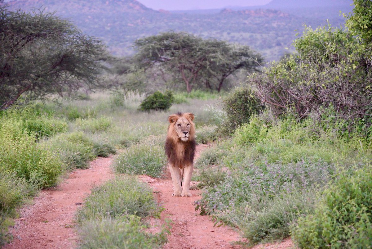 Wonderful sighting of Kwenia this morning @myfahlo