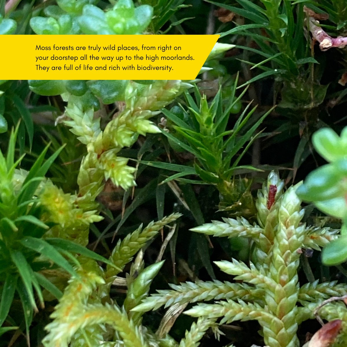 Regeneration of #mossy landscapes on #Dartmoor A chance to hear more about the roles of these small and often unnoticed plants – as pioneers, as preservers of history and in our changing environment. Mon 11 Dec 6.30-7.30pm via Zoom Reserve your free place: eventbrite.co.uk/e/770210589607…