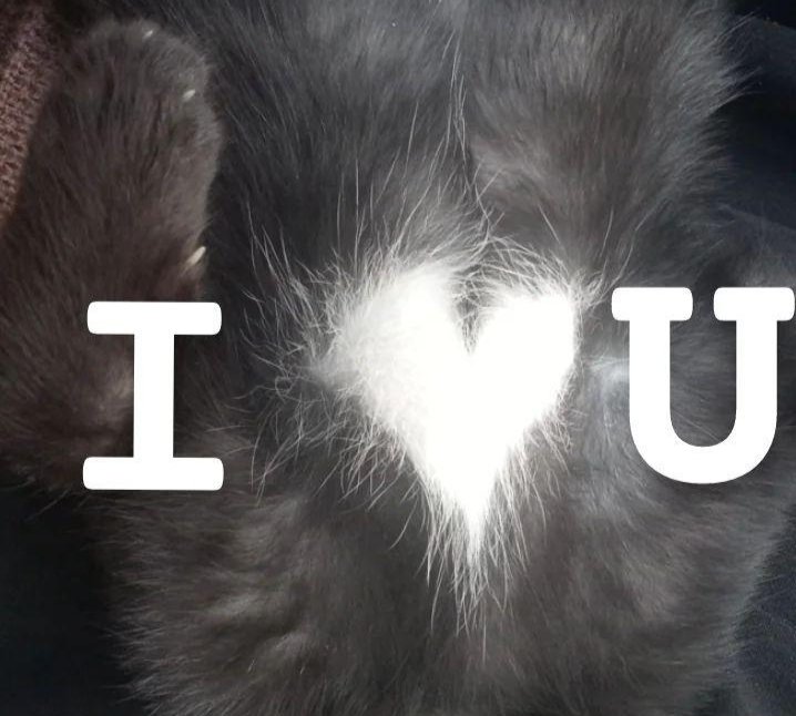 black cat meow meow meow 🐈‍⬛🐈‍⬛🐈‍⬛