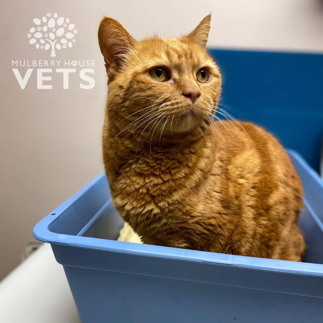 This handsome chap is Harry who's 16, we have the pleasure of seeing monthly for his #Solensia injections to help with his arthritis symptoms.

We now offer cat-only clinic times on Wednesdays from 12.45 - 1.30pm! You can book online or give us a call 📞 🧡🐱