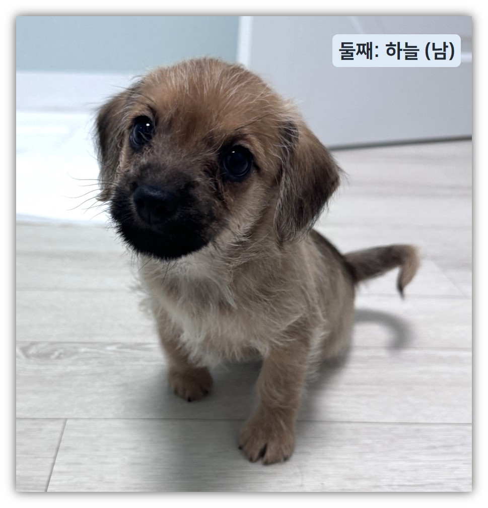 Hyeyounkim3's tweet photo. 요렇게 이쁜 애기들이 있습니다
잘보시고 입양전제 임보 또는 단기 4개월
임시보호 신청 받습니다 https://t.co/m8C3AQCIVw