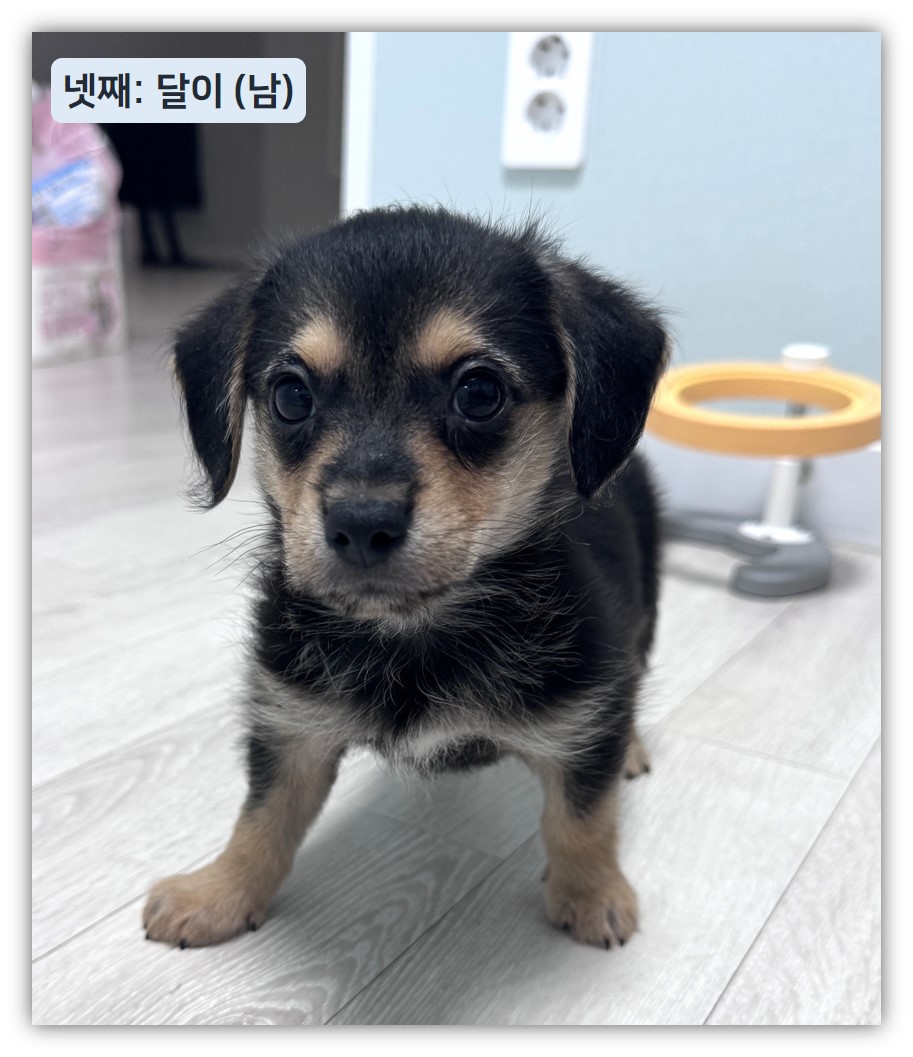 Hyeyounkim3's tweet photo. 요렇게 이쁜 애기들이 있습니다
잘보시고 입양전제 임보 또는 단기 4개월
임시보호 신청 받습니다 https://t.co/m8C3AQCIVw