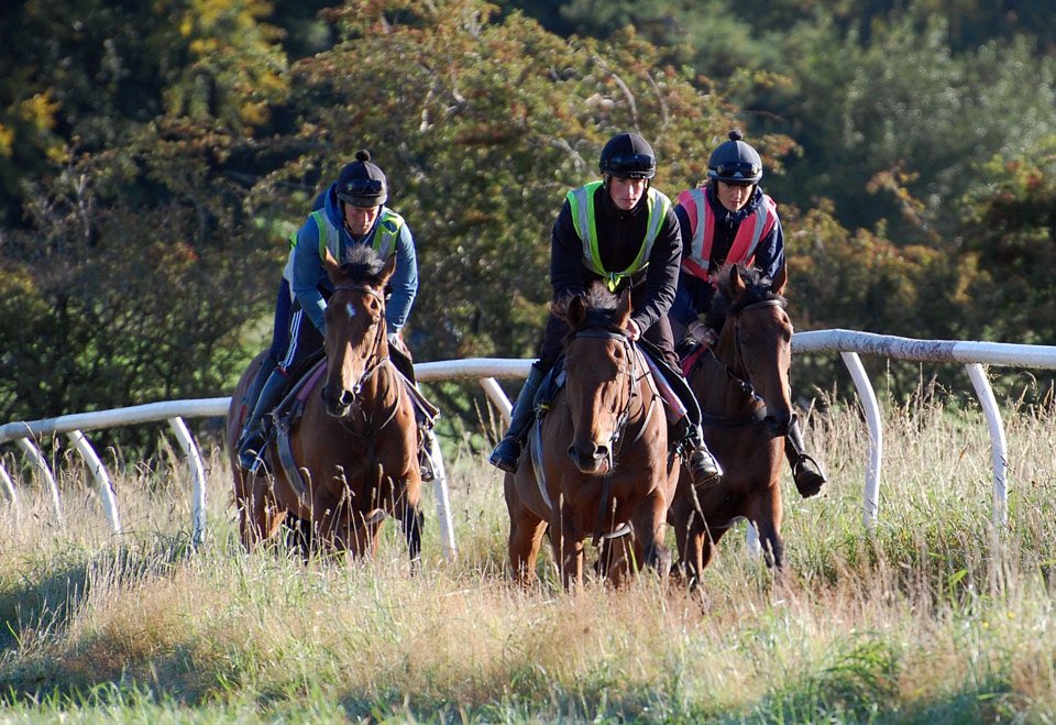 WhillansRacing's tweet photo. With no jump racing today, why not read our racing roundup from last week. Horses in the placings and a Winner at @KelsoRacecourse 

                   🏇👇🏼👇🏼🏇

https://t.co/VWoQIJfvLL https://t.co/ko5i95xq1s