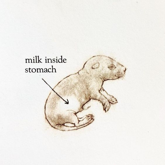 sproutlinq's tweet photo. ʚ(🥛)༶
☆ #agere #ageregression #ageretwt #agedre #innerchildhealing https://t.co/nKjXPscPT0