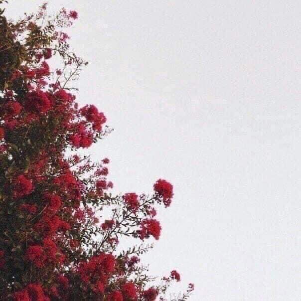 Wanbi46's tweet photo. Same tree, different season.

Remember, everything is temporary. https://t.co/OfxkiVUqKY