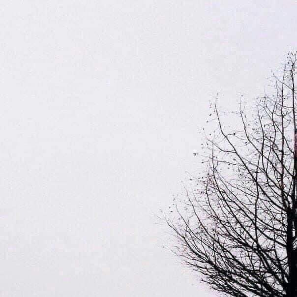 Wanbi46's tweet photo. Same tree, different season.

Remember, everything is temporary. https://t.co/OfxkiVUqKY