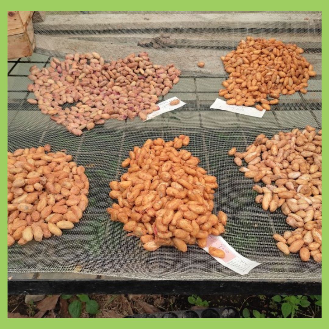 iDescubre_'s tweet photo. 👩‍🔬🧑‍🔬Expertos de @IfapaJunta ‘Alameda del Obispo’ (Córdoba) y la @utequevedo (Ecuador) han aplicado un tratamiento de secado del #cacao justo después de la cosecha que:

1⃣Reduce el tiempo de fermentación

2⃣Mejora el aroma del producto final en las variedades de alta calidad https://t.co/nvS5c30ll3