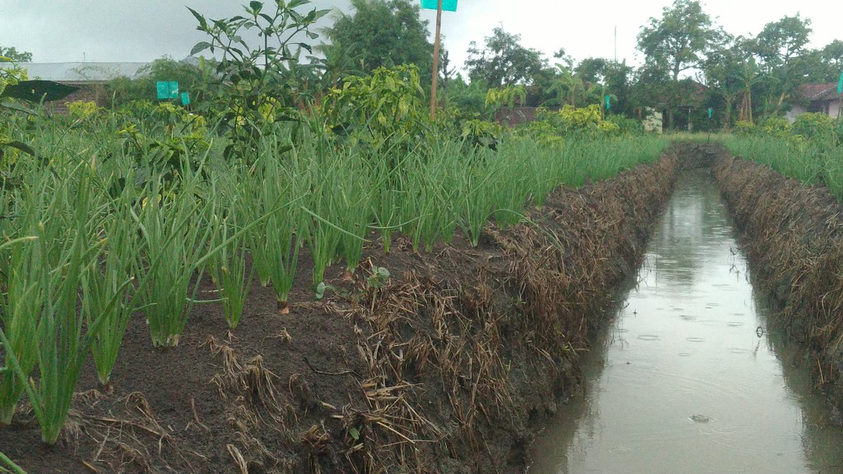 Asamsulfat utk bawangku