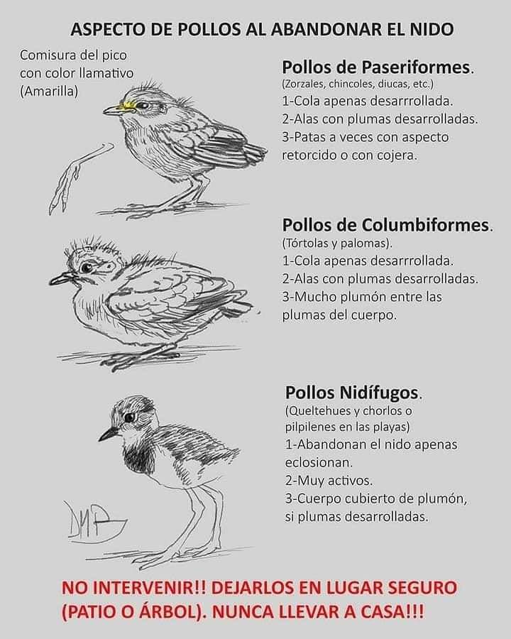 alejandromorici's tweet photo. Época de #Pichones
No levantar ninguno!!!! https://t.co/oyoeHhu2g6