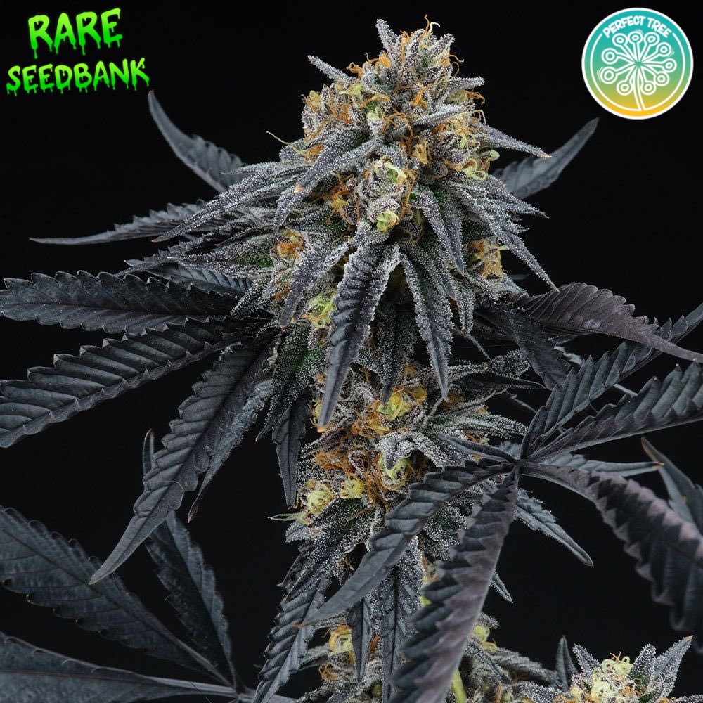 CannabisSeed_Co's tweet photo. Experience the exquisite Peach Sherbert OG Fem Cannabis Seeds by Perfect Tree - available at Rare SeedBank! 🍑🌿 

Crafted from a fusion of Peach Rings and the renowned Sunset Sherbert, this feminized strain offers delightful peachy flavors with Sherbert undertones. https://t.co/SsLreJo7jn