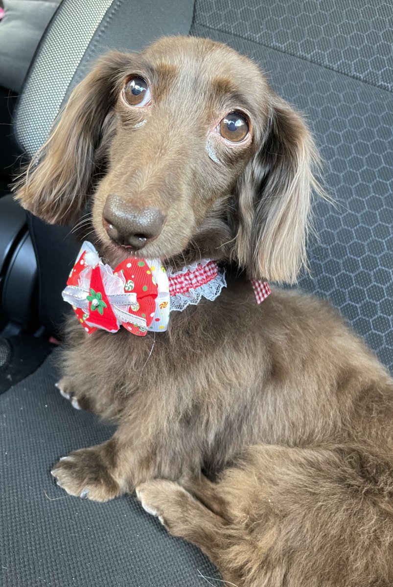 ゆのちゃんシルクの泡パックしてもらいました🐾
出来上がりはぱっつんのおかっぱちゃんスタイルでクリスマス仕様にしてもらいました🐶
