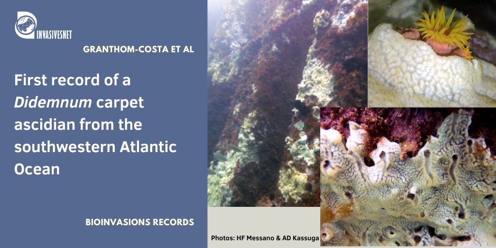 Invasivesnet's tweet image. A new #non-native Didemnum for #Brazilian coasts. The species hasn't been registered elsewhere yet but shows a high invasive potential. Open access 👇 buff.ly/3Tcy6D9 #INVASIVESNET #BIR #BioInvasionsRecords