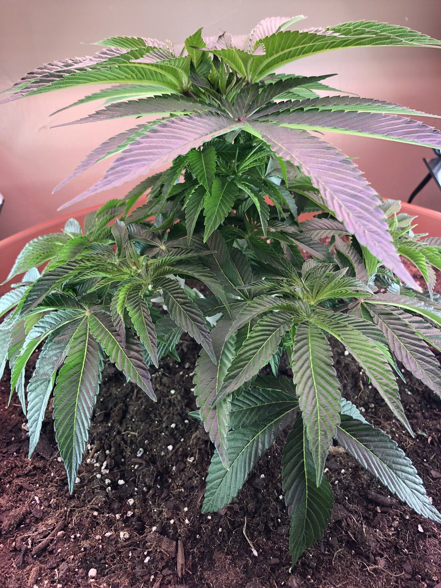 WreckinBeard1's tweet photo. Good morning #GotWeed
Days after trimming, Lucy has finally started her foliage to grow again.
Now itโs time to grow.
Letโs see what you can do girl????
Perfect height on bottom round.
Looking pretty ๐คฉ
@Ruthless_Riches #Ruthless_Riches
@TheKillaKush #KillaKush https://t.co/zHeCzYjUAX
