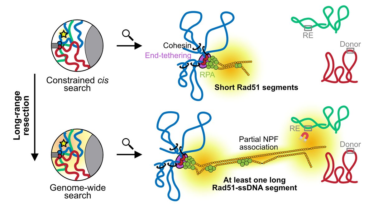 Here is our latest work in which we developed a method to map ssDNA contacts during DNA break repair in yeast. Homology search is not uniform along the ssDNA, the genome, and over time. We could define the mechanisms of its uneven expansion genome-wide🧵biorxiv.org/content/10.110…