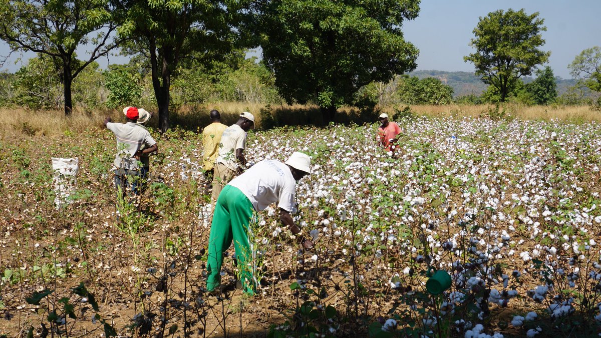 ICTA_UAB's tweet photo. New @ICTA_UAB research led by @AnnaPorcuna shows that Indigenous crops tolerant to drought ☀️🌱are disappearing from farmers’ fields despite their potential fit in the future drier climate of the region. They analyse crop diversity dynamics in south-eastern Senegal.🇸🇳

More 👇 https://t.co/oHTPsxQ9Ln