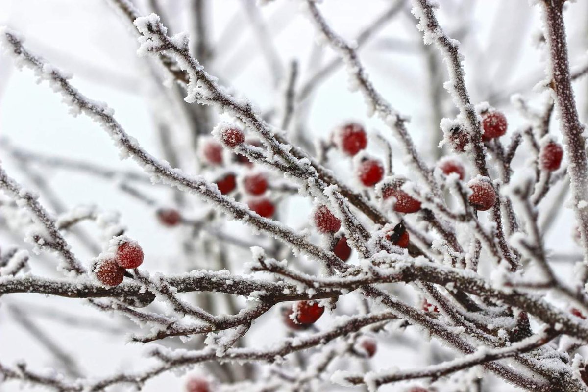 rudibr's tweet photo. Vse kaže, da se danes temperature na Vremenska postaja Sevno ne bodo povzpele nad 0 °C.

https://t.co/uGzDFtJV4G https://t.co/sNZOe1pnRN