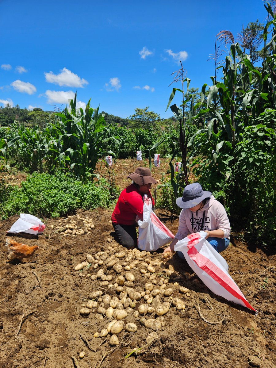 From battling late blight disease to thriving crops: Discover how a low-tech tool from <a href="/Cipotato/">International Potato Center</a> is transforming #potato production in Honduras.

Farmer Olivia's inspiring success story reveals its impact.
plantvillage.psu.edu/cetcil/blog/30…