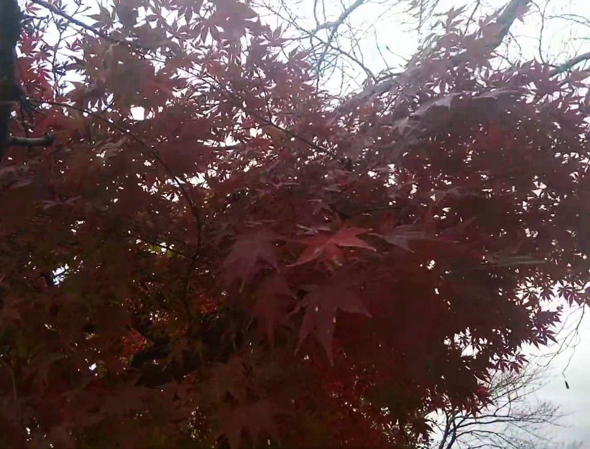 運動場の紅葉が見頃。
週末、平日下校後の夕方お越し下さい。
週末は終日開放。

#紅葉狩り #橿原市