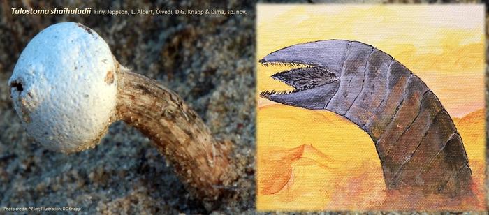 New Tulostoma species from Hungary named after Dune’s giant worms. I'm not a Dune fan, but definitely miss the times when I was running around the dunes looking for these fungi. eurekalert.org/news-releases/…