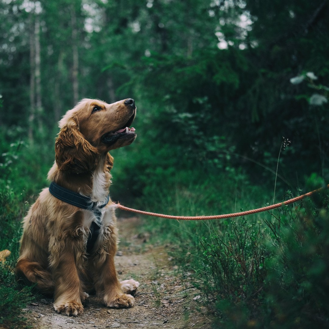 WelshGovernment's tweet photo. At this time of year, many people rush into buying a pet without considering how much of a big commitment they are.

If you are planning on adding a furry friend to your family, make sure you do your research.

👉 https://t.co/6NIYjIhHSB 

#PawsPreventProtect https://t.co/6qDtHOujUC