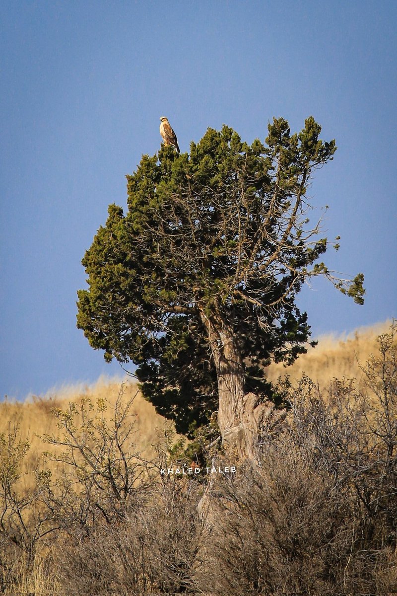 استراحة حارس السماء فوق حارسة الجرد ❤️
حوّام طويل الساقين فوق شجرة لزّاب
By @K_taleb
#درب_عكار #Akkartrail #LebanonWeatherForecast