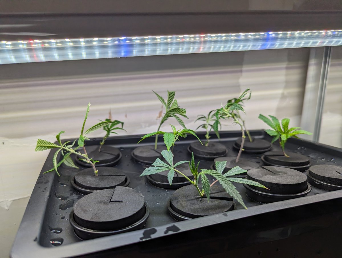 CanuckleBudZ's tweet photo. Alright finally took some clones to put under the Mars Hydro VG80.  Trying out this DIY aeroponics cloner...my third redesign...they got smaller each time lol.
#MarsHydro #VG80 https://t.co/reEcEGPKEd