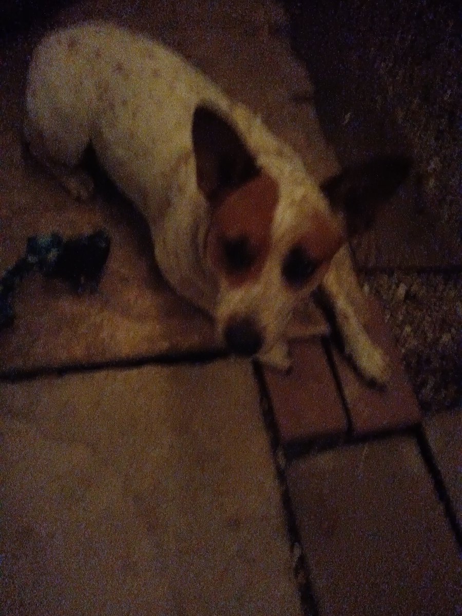DavidBWilson13's tweet photo. Faithful friend Casey is a red heeler and always by my side. https://t.co/2x3Gt2PVP1