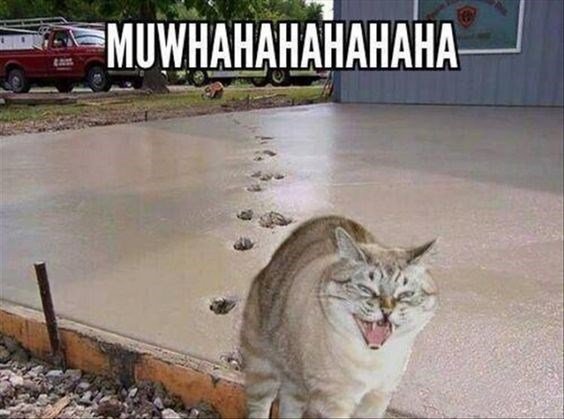 After being tossed out of the ice cream shop, Max left them a gift. You can almost hear him laughing. 😹😹 #NationalMakeAGiftDay @ThePhilosopurr @GeneralCattis @HarryCatPurrs @CatFanatic9 @LuminousNumino1 @TERRYW_UK @PeterRABBIT67 @briano29 @eliznoelle @EringoB02429272 @lymeist