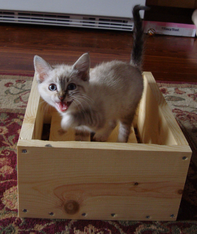 'I'm making a wooden crate for all the catnip toys you'll be giving me this holiday season.' 😸😘😸😘 #CrateDay #CatsAreFamily @ThePhilosopurr @GeneralCattis @HarryCatPurrs @CatFanatic9 @LuminousNumino1 @TERRYW_UK @PeterRABBIT67 @briano29 @eliznoelle @EringoB02429272 @lymeist