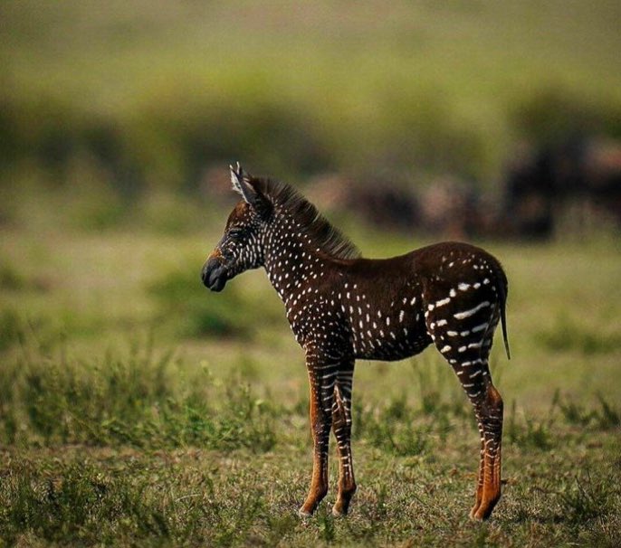 zoomafrika1's tweet photo. A rare species of Zebra discovered at Serengeti National Park in Tanzania. 🇹🇿 https://t.co/zZO2GOTipb