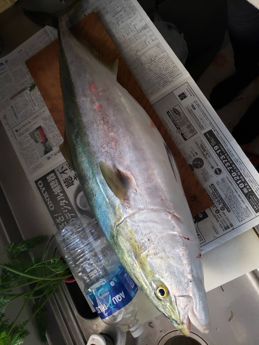 moritatu0820's tweet photo. 久しぶりにメタボ鰤ゲット
１０２センチ、１３.５キロ
坊勢での記録大幅更新しました
幅がすごい https://t.co/vA6nVJMgIJ